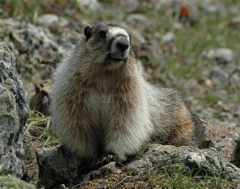 Hoary marmot. A hoary marmot on a mountain in Alberta , #spon, #marmot ...