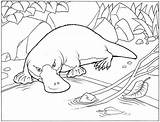 High Detailed Realistic platypus coloring pages sketch template