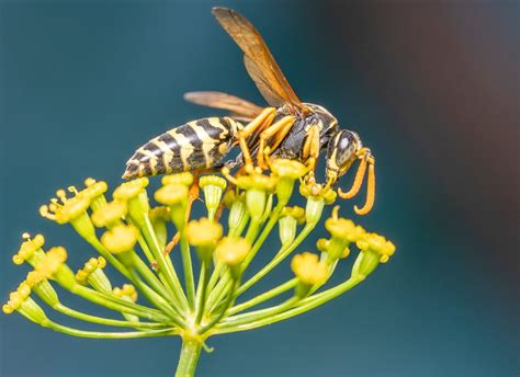 Hornet sting: symptoms, treatments, allergy - Archyde