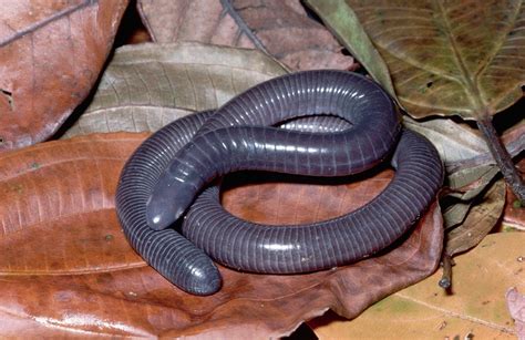 Caecilians: Facts and List of Different Types and Kinds with Pictures