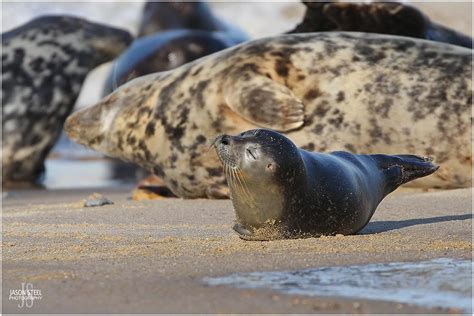 Seals in the UK