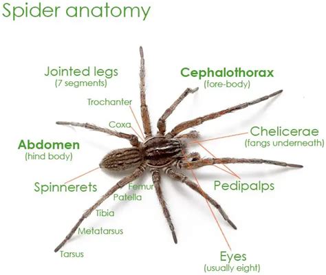 Spider Facts For Kids - All About Spiders - Spider Information For Kids