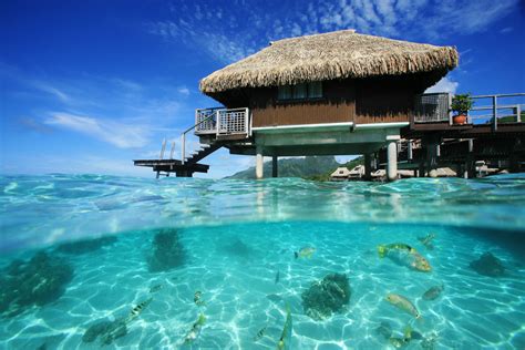 Hilton Moorea’s Lagoon is the best snorkeling spot on the island. Masks ...