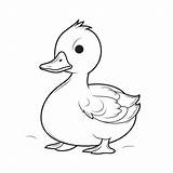 Duck Coloring sketch template