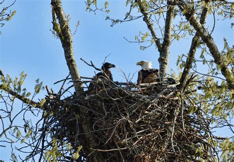 Bald Eagle With Chick In Nest 031520169849 Photograph by WildBird Photographs | Fine Art America