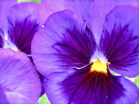 This might be the perfect flower. | Purple pansy, All things purple, Purple flowers