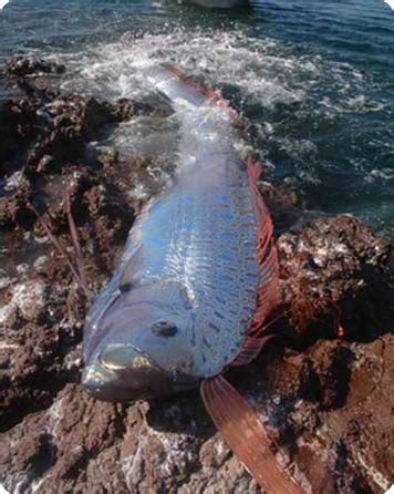 Oarfish | Science and the Sea