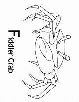 Fiddler Crab Coloring Page Pages sketch template