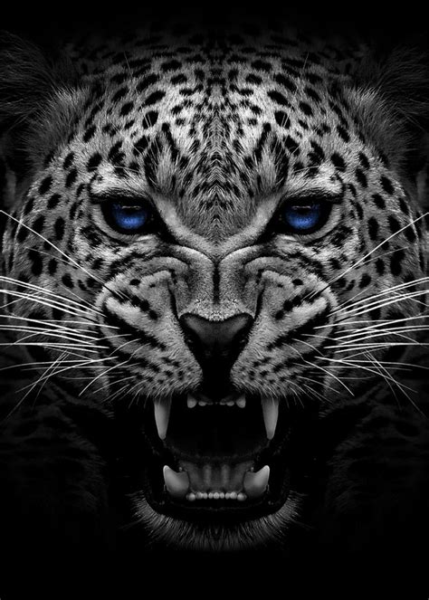 'Angry jaguar face poster ' Metal Poster Print - MK5 studio | Displate in 2020 | Black jaguar ...