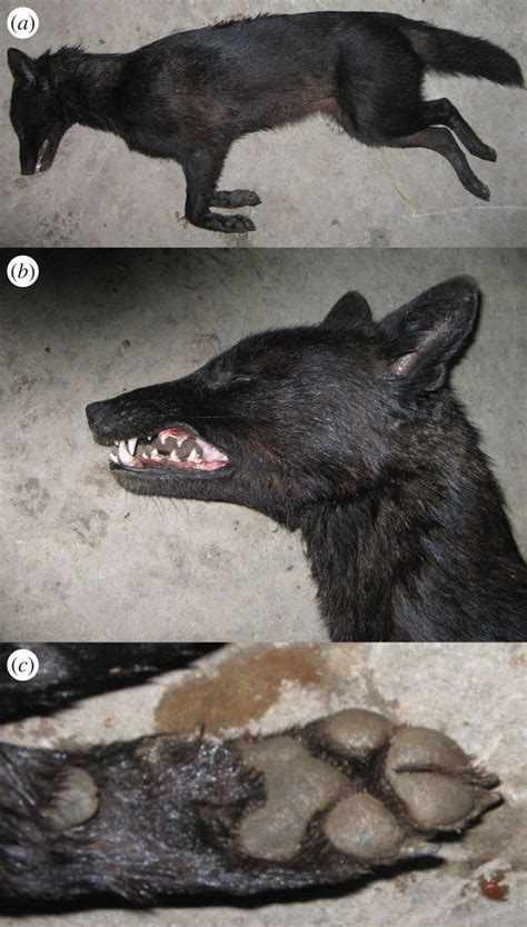 Jackal–dog hybrid - Alchetron, The Free Social Encyclopedia