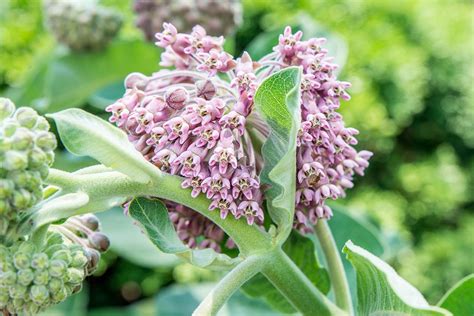 Milkweed Plant