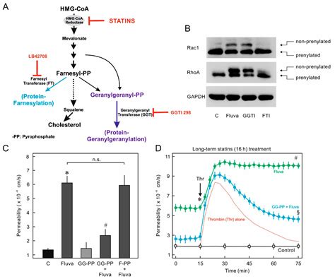 IJMS | Free Full-Text | Inhibition of Protein Prenylation of GTPases Alters Endothelial Barrier ...