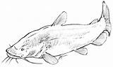 Flathead Catfish Coloring Page Pages sketch template