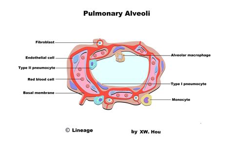 Microanatomy of the Lung - Respiratory - Medbullets Step 1