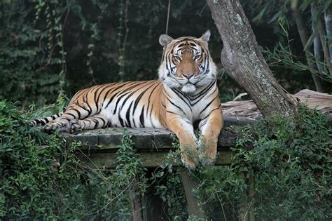 Get to know Malayan tiger Bumi on Global Tiger Day