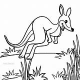 Printable Kangaroo Coloring Pages For Kids  Cool2bKids sketch template