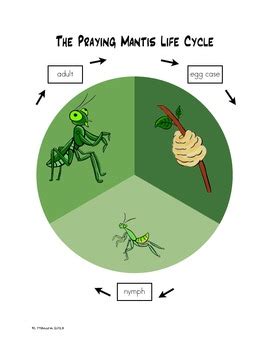 Praying Mantis Life Cycles Language Arts & Science Unit by Finding Montessori