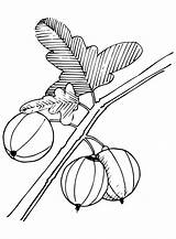 Gooseberry Coloring Pages Printable For Free Download sketch template