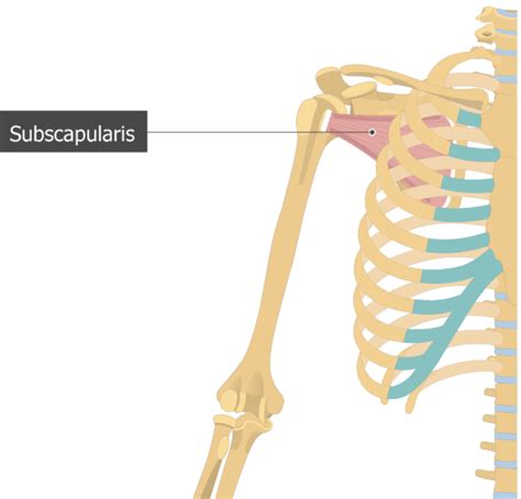 Subscapularis Muscle - Attachments, Action & Innervation