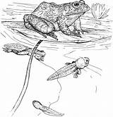 Free Frog Coloring Pages sketch template