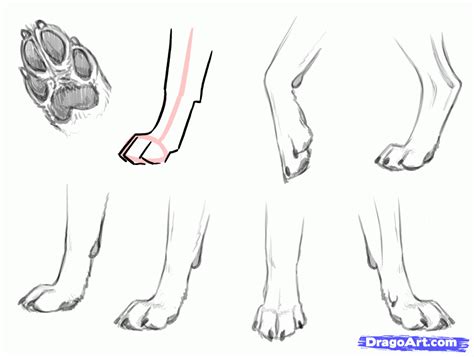 Image result for german shepherd skeleton sketch Dog Paw Drawing, Dog Paw Art, Feet Drawing ...