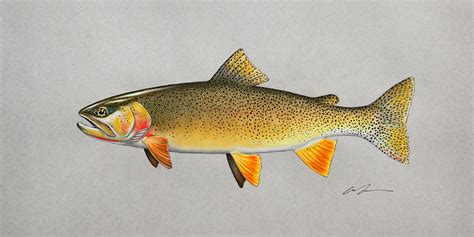 Snake River Fine Spotted Cutthroat Trout Fine Art Print – Garrison ...