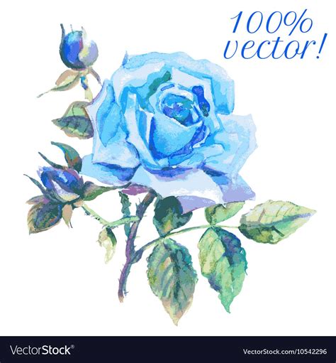 Watercolor drawing of blue rose Royalty Free Vector Image