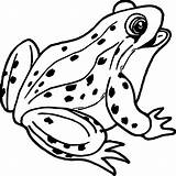 Frog Coloring Pages Color Small Jumping Drawing Tree Animals Wildlife  sketch template