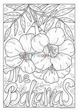 Bahamas National Flower Colouring Page  Coloring Nation sketch template