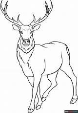 Elk Coloring Page  Easy Drawing Guides sketch template