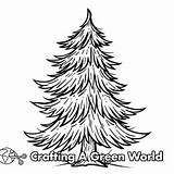 Pine Tree Coloring Pages  Free & Printable sketch template
