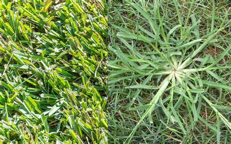 Centipede Grass vs Crabgrass | Which One is Right for Your Lawn?