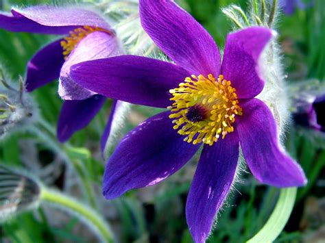 Pasque Flower | Found this lovely pasque flower naturalized … | Flickr
