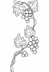 Grapevine coloring Page  Free Printable Coloring Pages sketch template