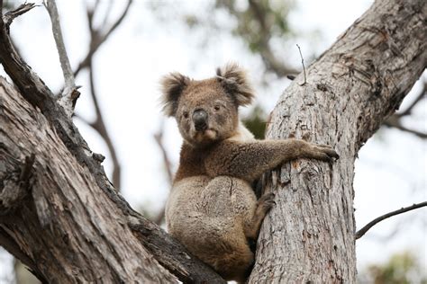 Australia's fires 'killed or harmed three billion animals' - BBC News