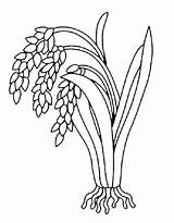 Rice Plant Coloring Page Free Printable PDF sketch template