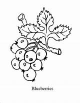Blueberry coloring page sketch template