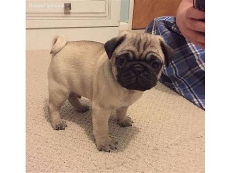 Female pug for adoption | Pugs for adoption, Pug puppies for sale, Pugs