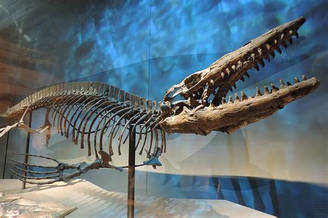 Tylosaurus Facts, Habitat, Diet, Fossils, Pictures