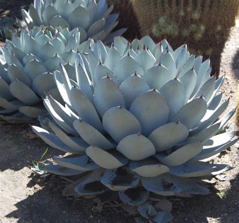 Agave parryi subsp. parryi - Parrys Agave - Ouriques Farm