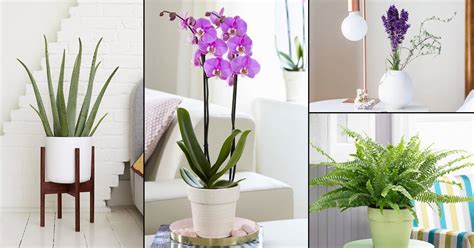 Indoor Plants For Bedroom India | Psoriasisguru.com