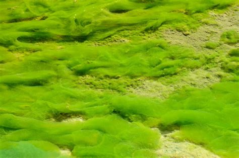 Limits Set To Stop Lake Erie Algae Blooms - Circle of Blue