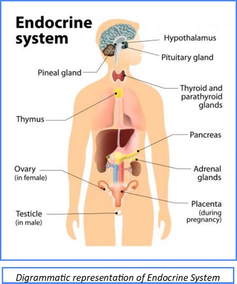 Types of Human Glands, Their Secretion, Function With Diagram PDF