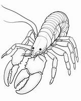 Lobster Coloring Pages sketch template