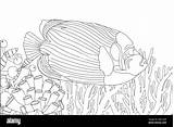 Angel Fish Coloring Page sketch template