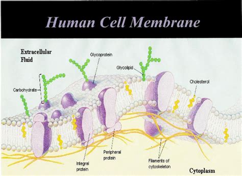 Human Cell Membrane On CureZone Image Gallery