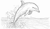 Dive Into Fun With A Coloring Page Of Dolphin sketch template