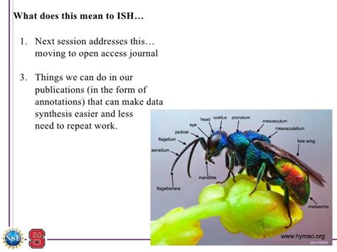 Building the Hymenoptera Anatomy Ontology through exploration of the