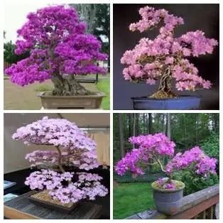 GrowYourOwn Bonsai Starter Kit - Eastern Redbud - Everything You Need To Get Started! | Online ...