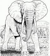 Elephant Coloring Pages For Adults  Best Kids sketch template